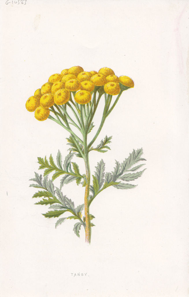 FLOWERS. Tansy c1895 old antique vintage print picture